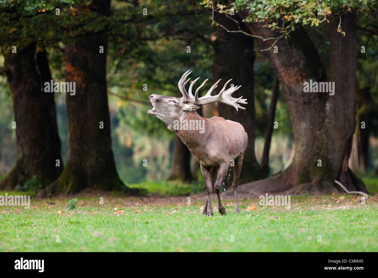 Red deer (Cervus elaphus) belling, Germany, Europe Stock Photo