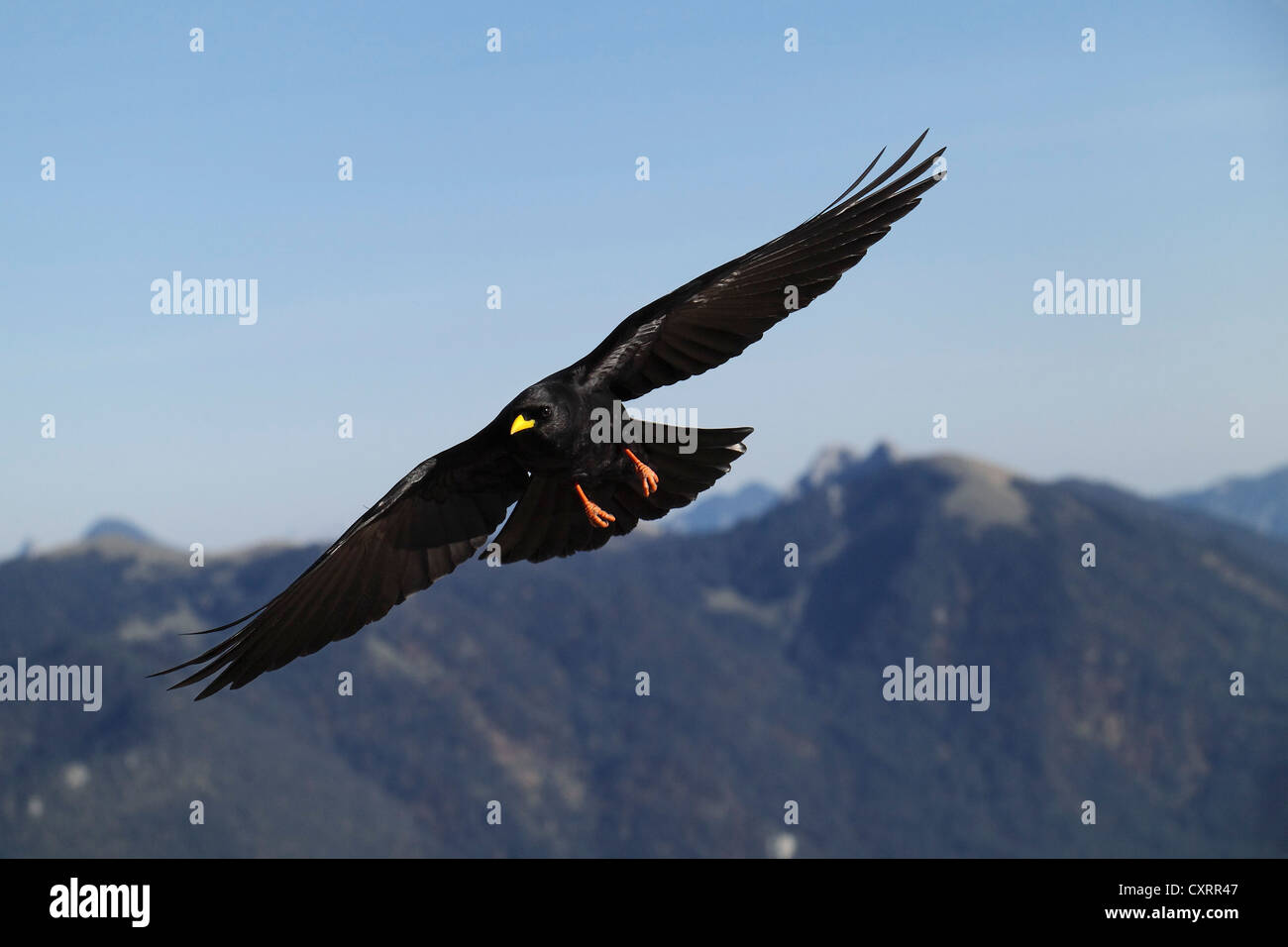 Alpine chough in flight (Pyrrhocorax graculus), mountain peaks at the back, Alps, Upper Bavaria, Germany, Europe Stock Photo