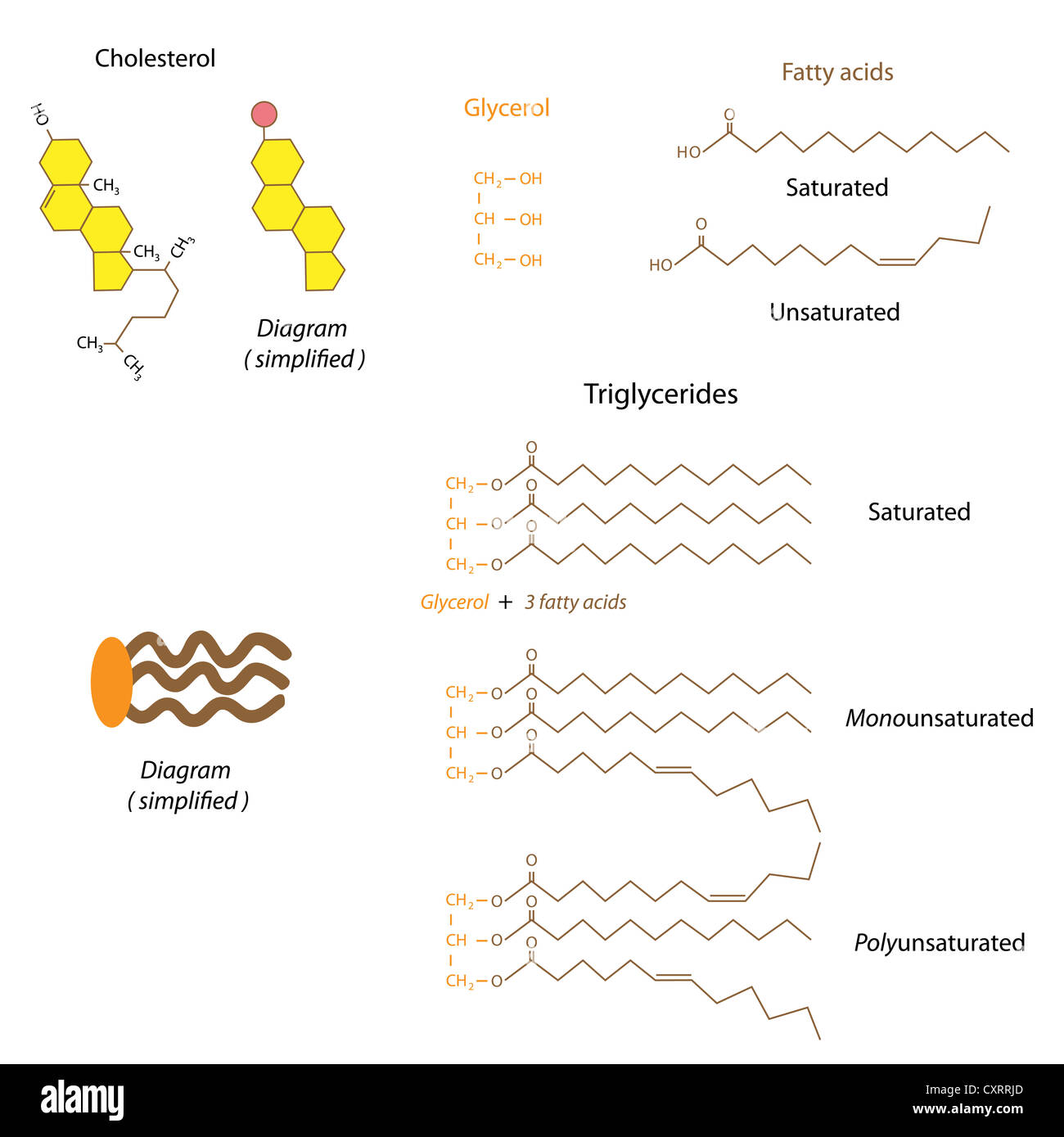 Unsaturated Triglyceride Structure How To Choose And Use Coenzyme Q10 