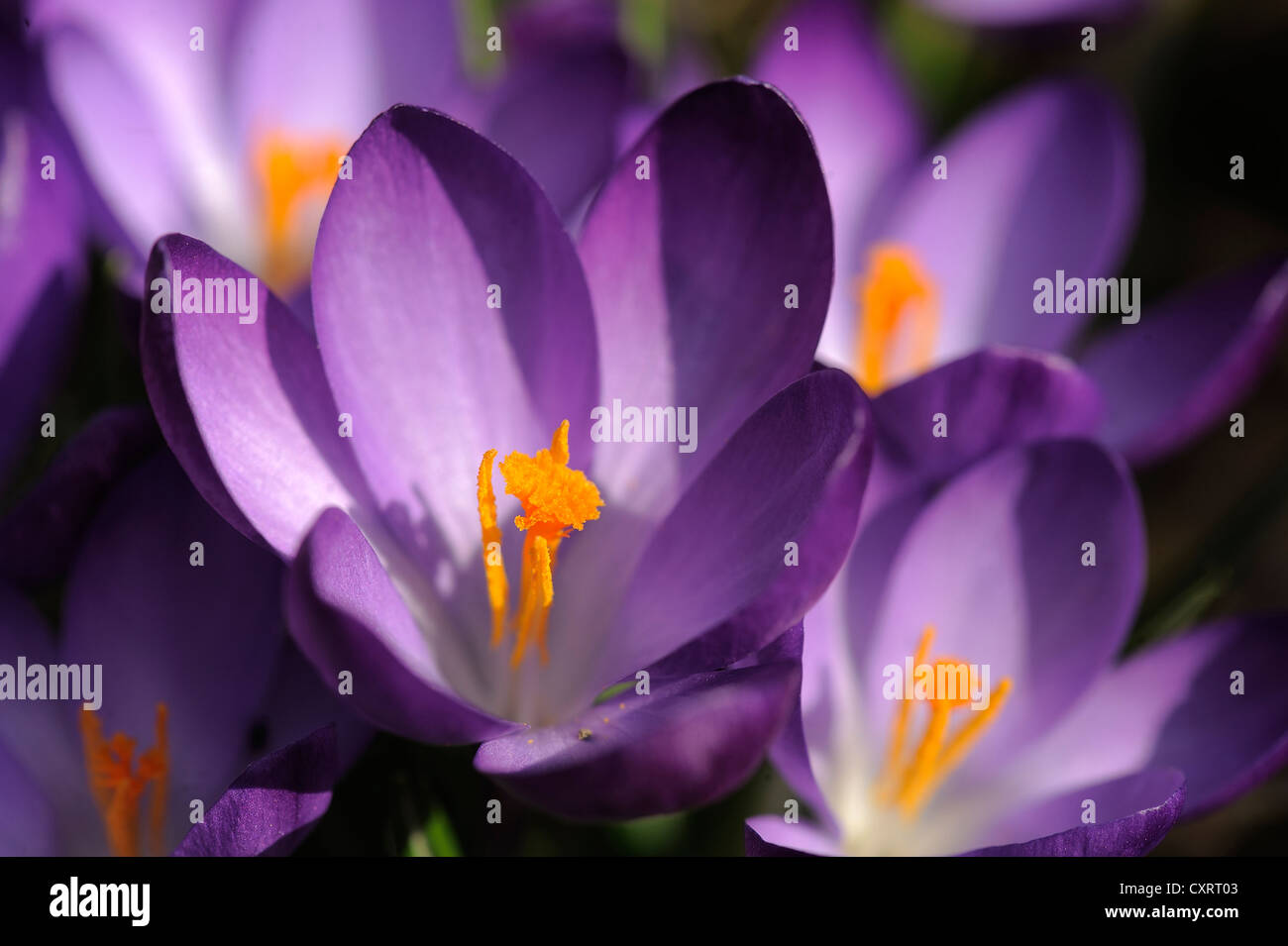 Crosuses or Croci (Crocus sp.), in a garden, Gross-Enzersdorf, Lower Austria, Austria, Europe Stock Photo