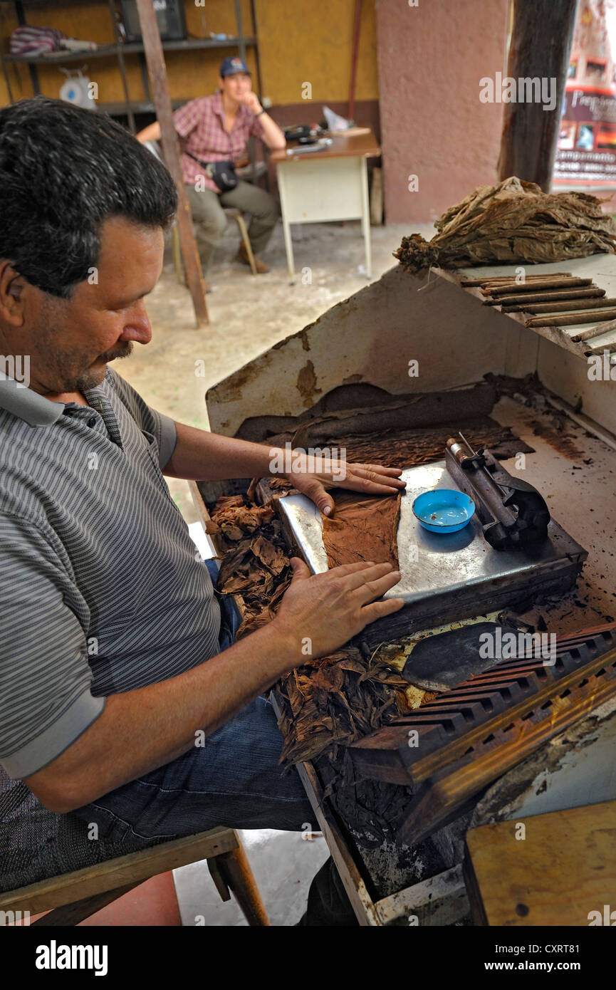 Unfolding the covering leaf, cigar factory near San Ramon, Alajuela Province, Costa Rica, Central America Stock Photo