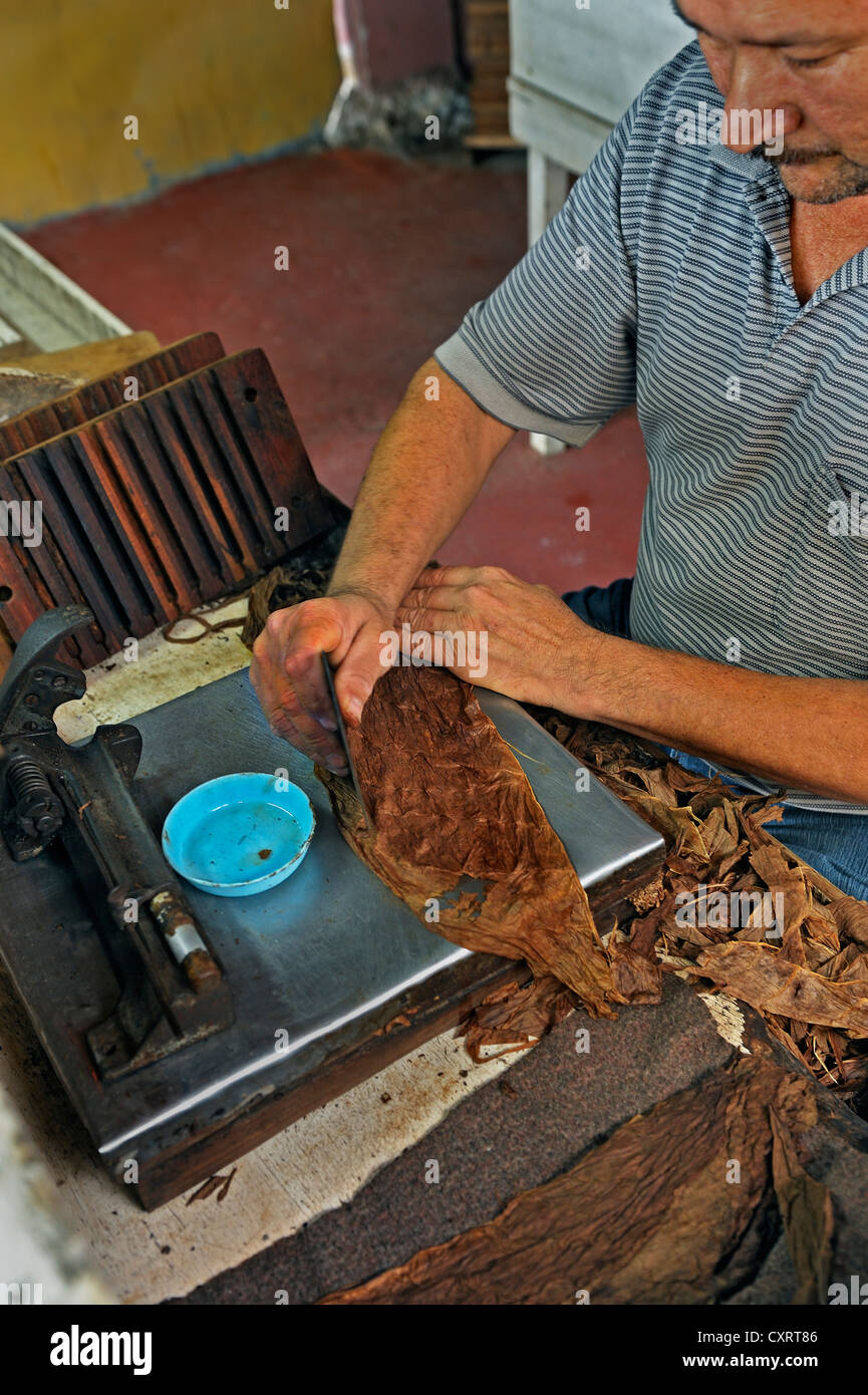 Trimming the covering leaf, cigar factory near San Ramon, Alajuela Province, Costa Rica, Central America Stock Photo