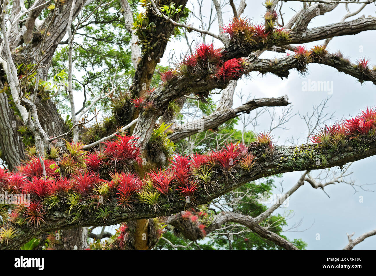 Tree branches full of epiphytic Bromeliads (Bromeliaceae) near Nuevo Arenal, Alajuela Province, Costa Rica, Central America Stock Photo