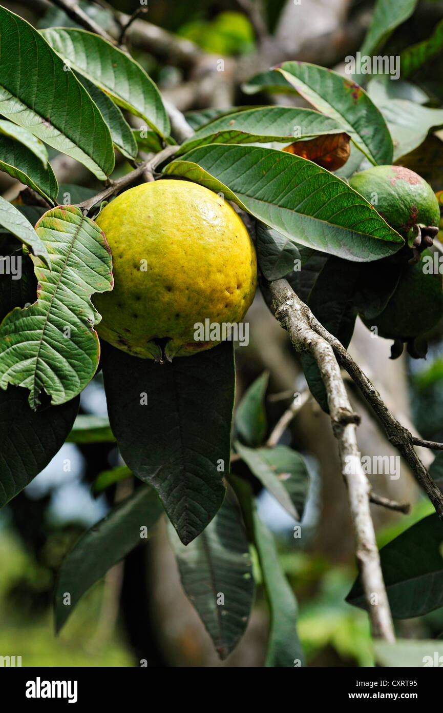 Guava (Psidium guajava) fruit on the tree, Alajuela Province, Costa Rica, Central America Stock Photo