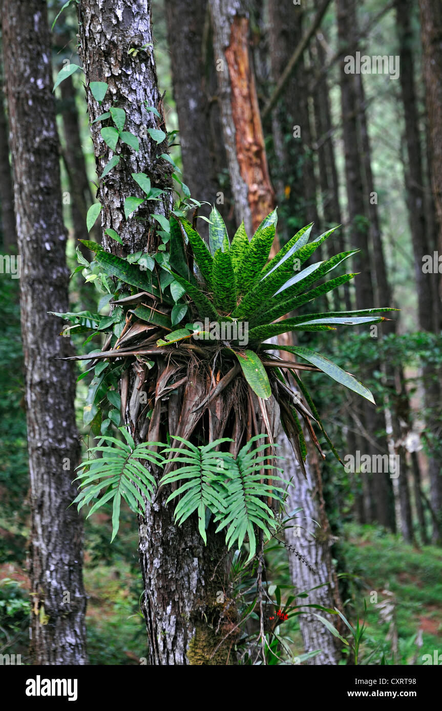 Pines (Pinus sp.) with epiphytes, Alajuela Province, Costa Rica, Central America Stock Photo