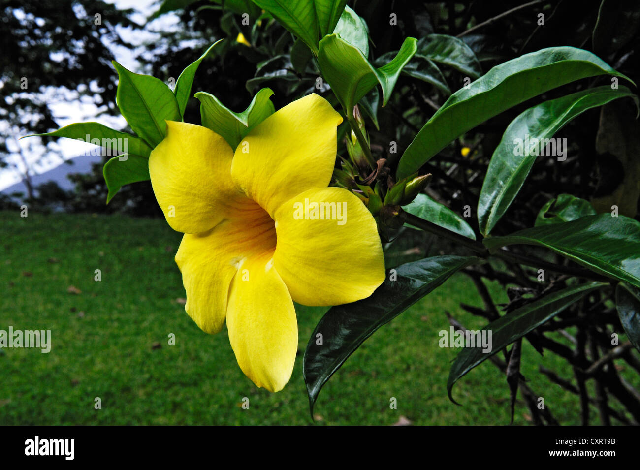 Golden Trumpet (Allamanda cathartica), Alajuela Province, Costa Rica, Central America Stock Photo