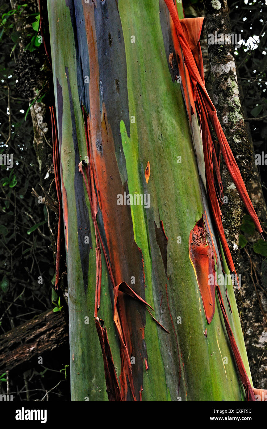 Eucalyptus tree or Blue Gum (Eucalyptus), Alajuela Province, Costa Rica, Central America Stock Photo