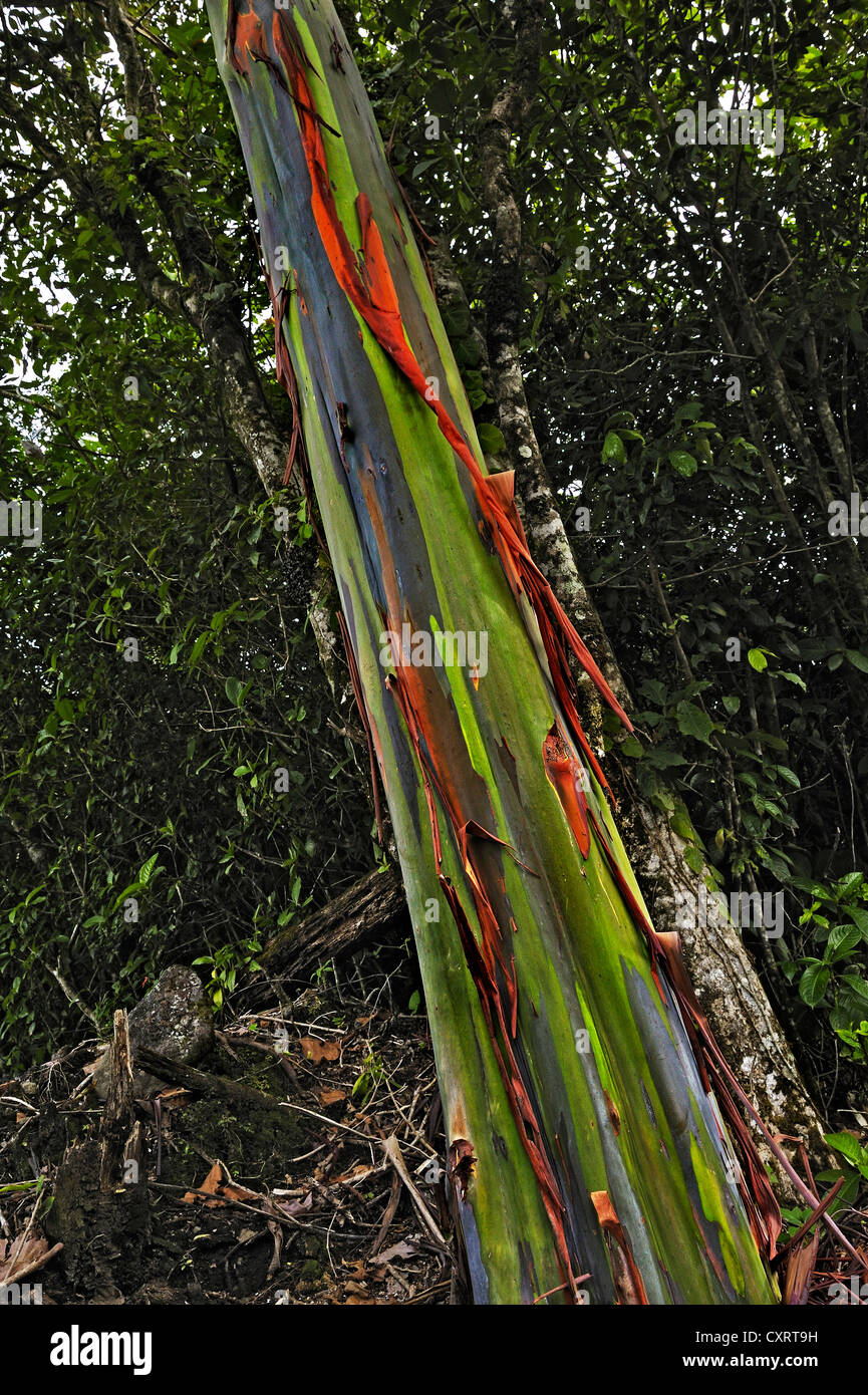 Eucalyptus tree or Blue Gum (Eucalyptus), Alajuela Province, Costa Rica, Central America Stock Photo