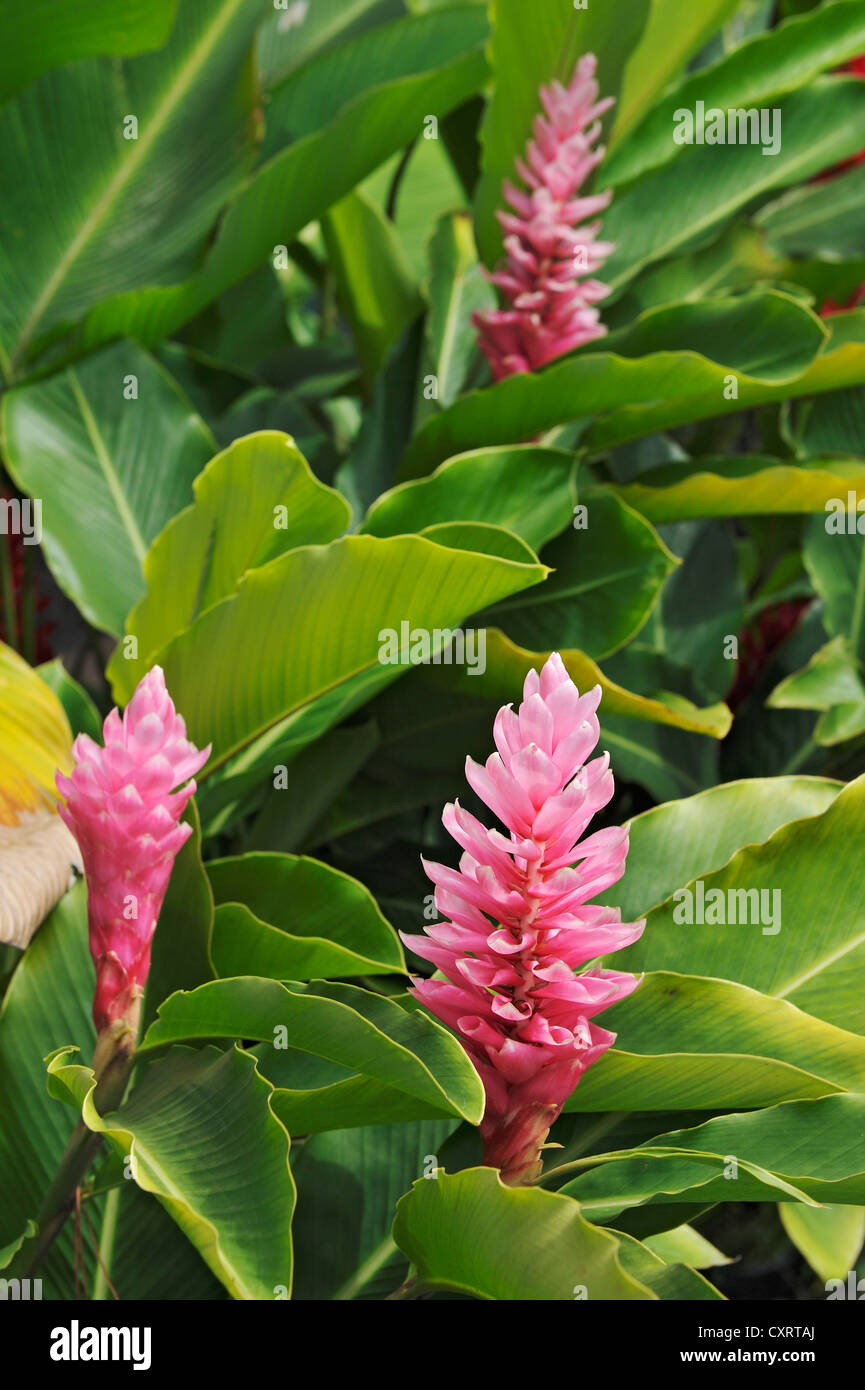 Ginger (Zingiber officinale) flowers, Alajuela Province, Costa Rica
