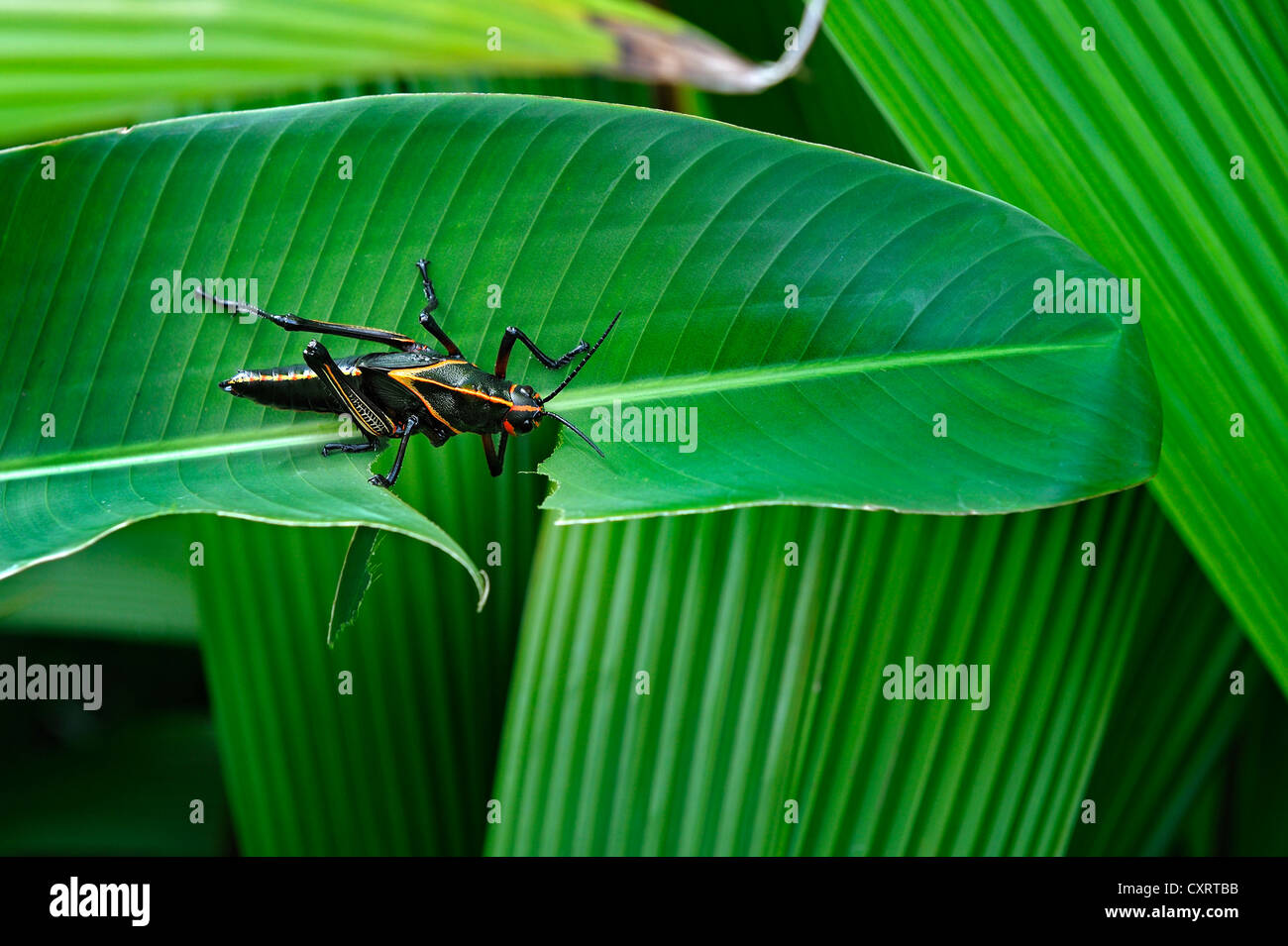 Grashopper (Caelifera), feeding on leaf, Alajuela province, Costa Rica, Central America Stock Photo