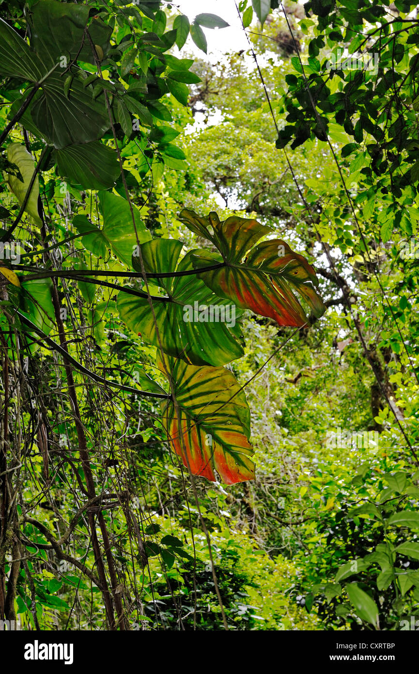 Philodendron (Philodendron), leaves, cloud forest, Selvatura Park, Monteverde, province of Alajuela, Costa Rica, Central America Stock Photo