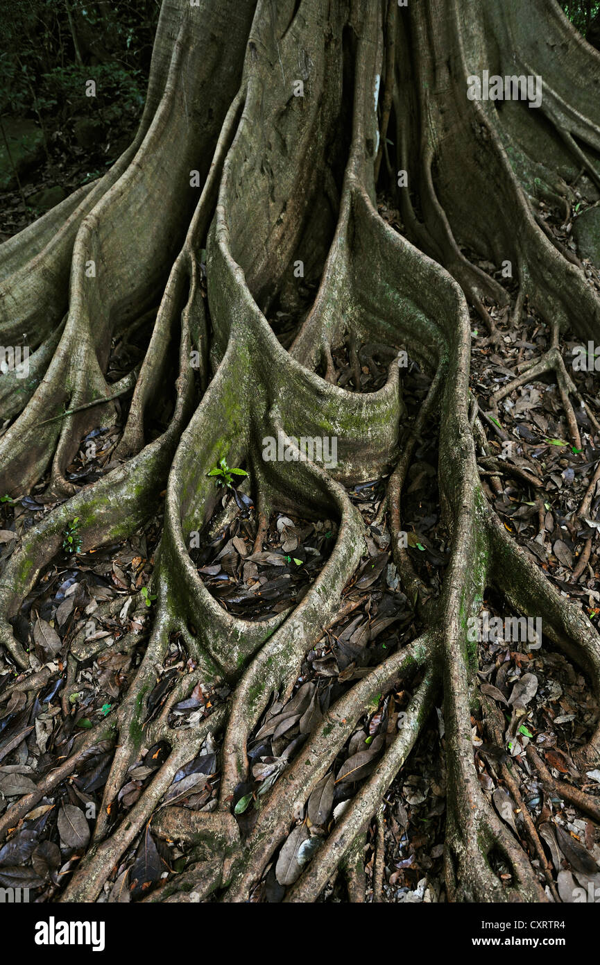 Philippine National Tree Narra