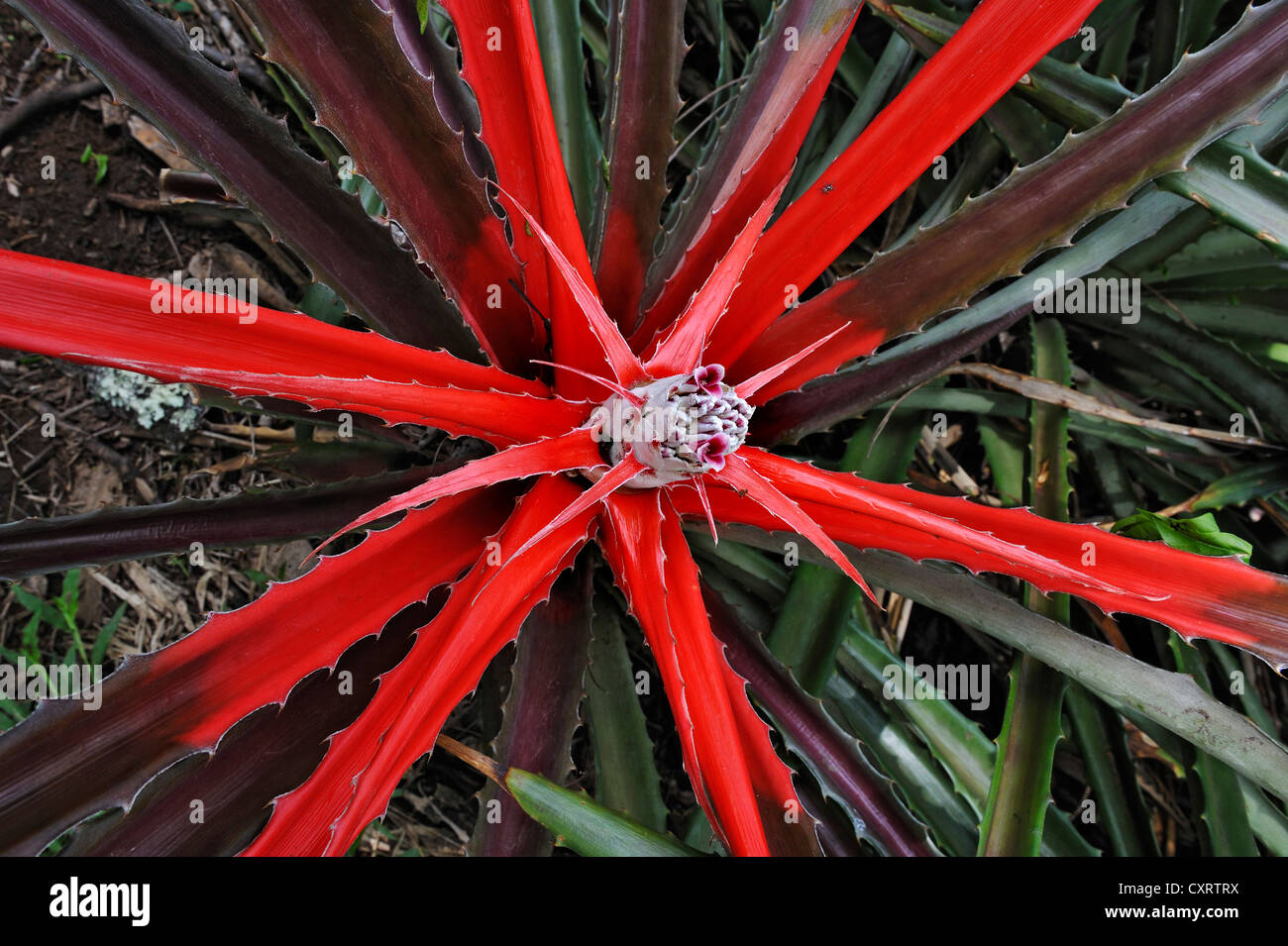 Bromeliad or pineapple plant (Bromeliaceae), Rincon de la Vieja National Park, Guanacaste