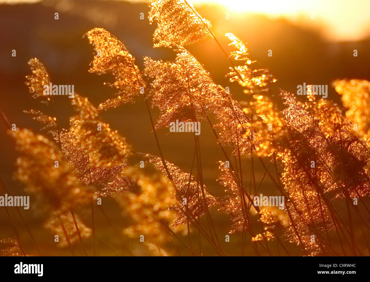 Reeds in the last evening light, Feldbach, Styria, Austria, Europe Stock Photo