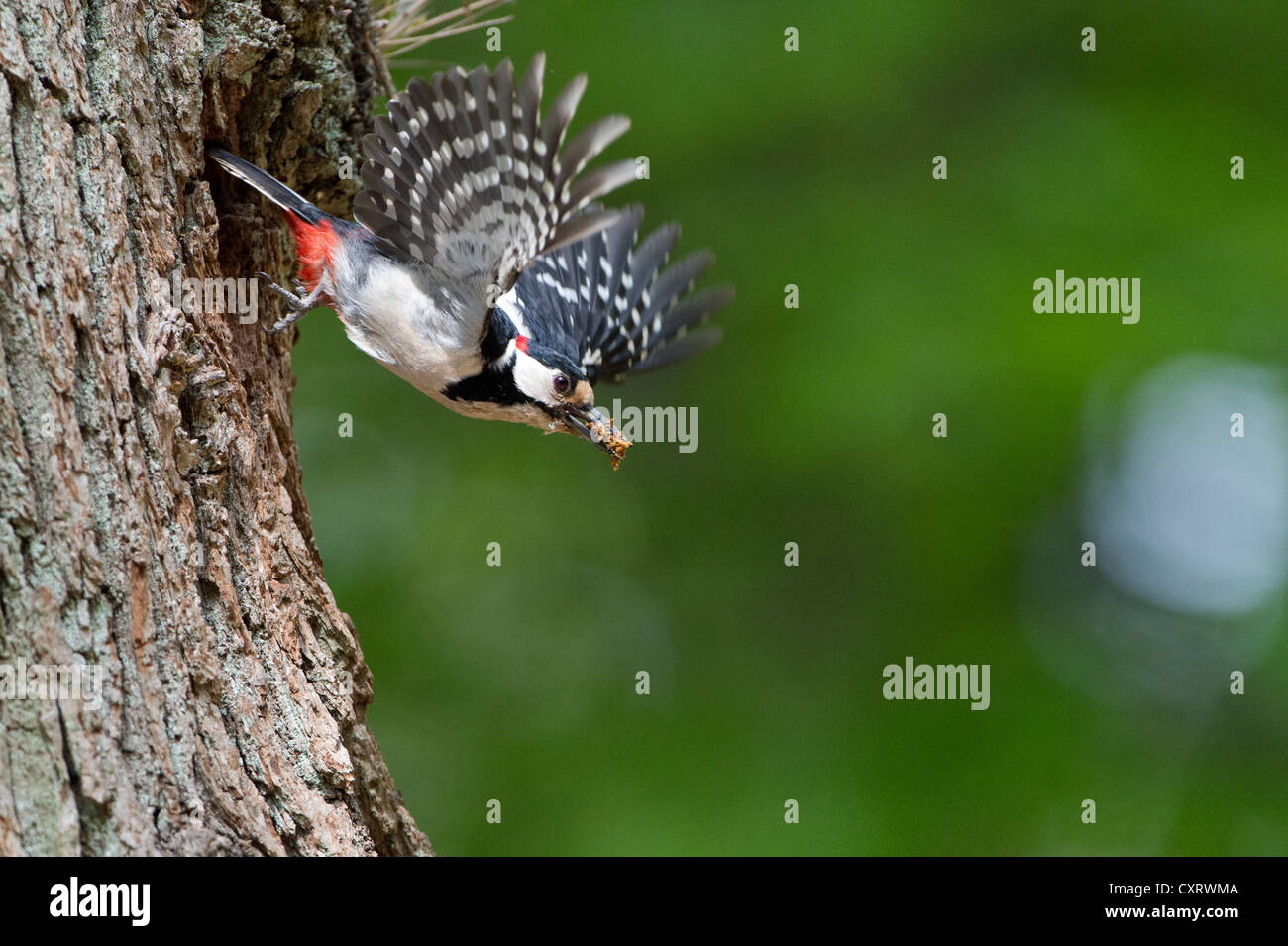 Great Spotted Woodpecker (Dendrocopos major), in flight, Urwald Sababurg Nature Reserve, North Hesse, Germany, Europe Stock Photo