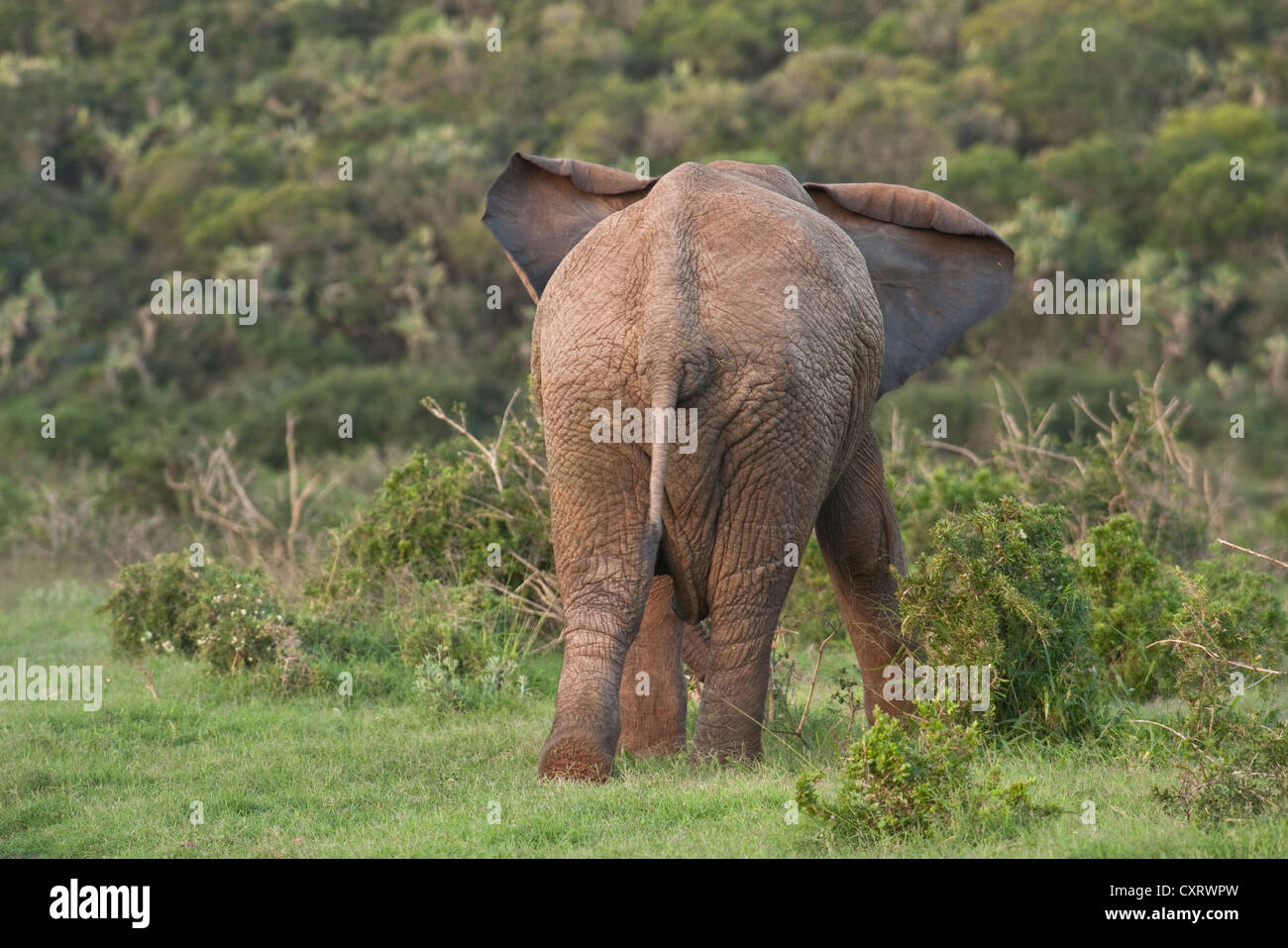 African bush elephant Stock Photo - Alamy