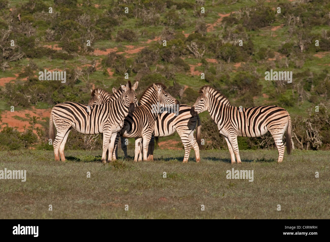 Group of Burchell's zebra (Equus quagga burchellii Stock Photo - Alamy