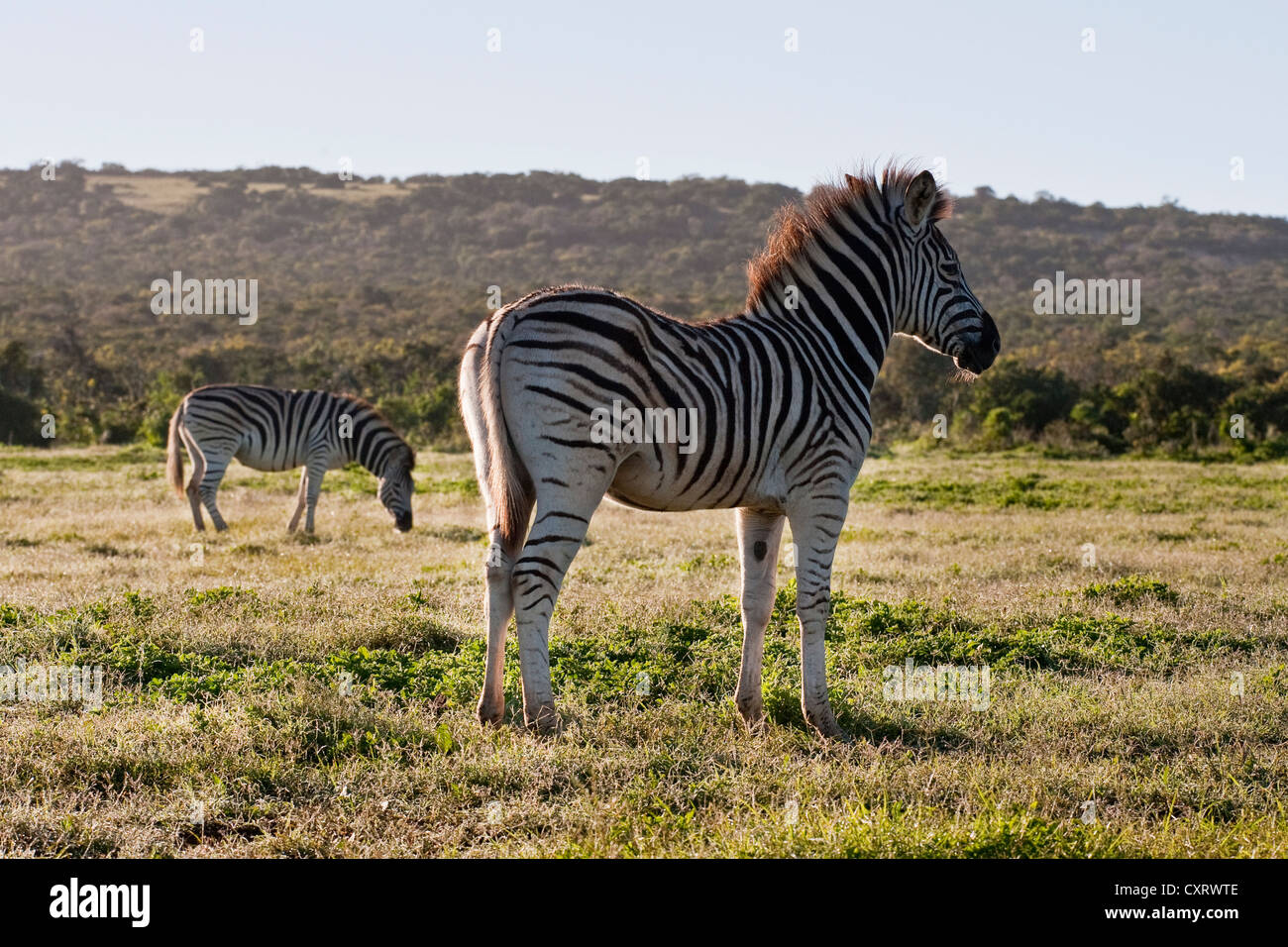 Couple of Burchell's zebra (Equus quagga burchellii Stock Photo - Alamy