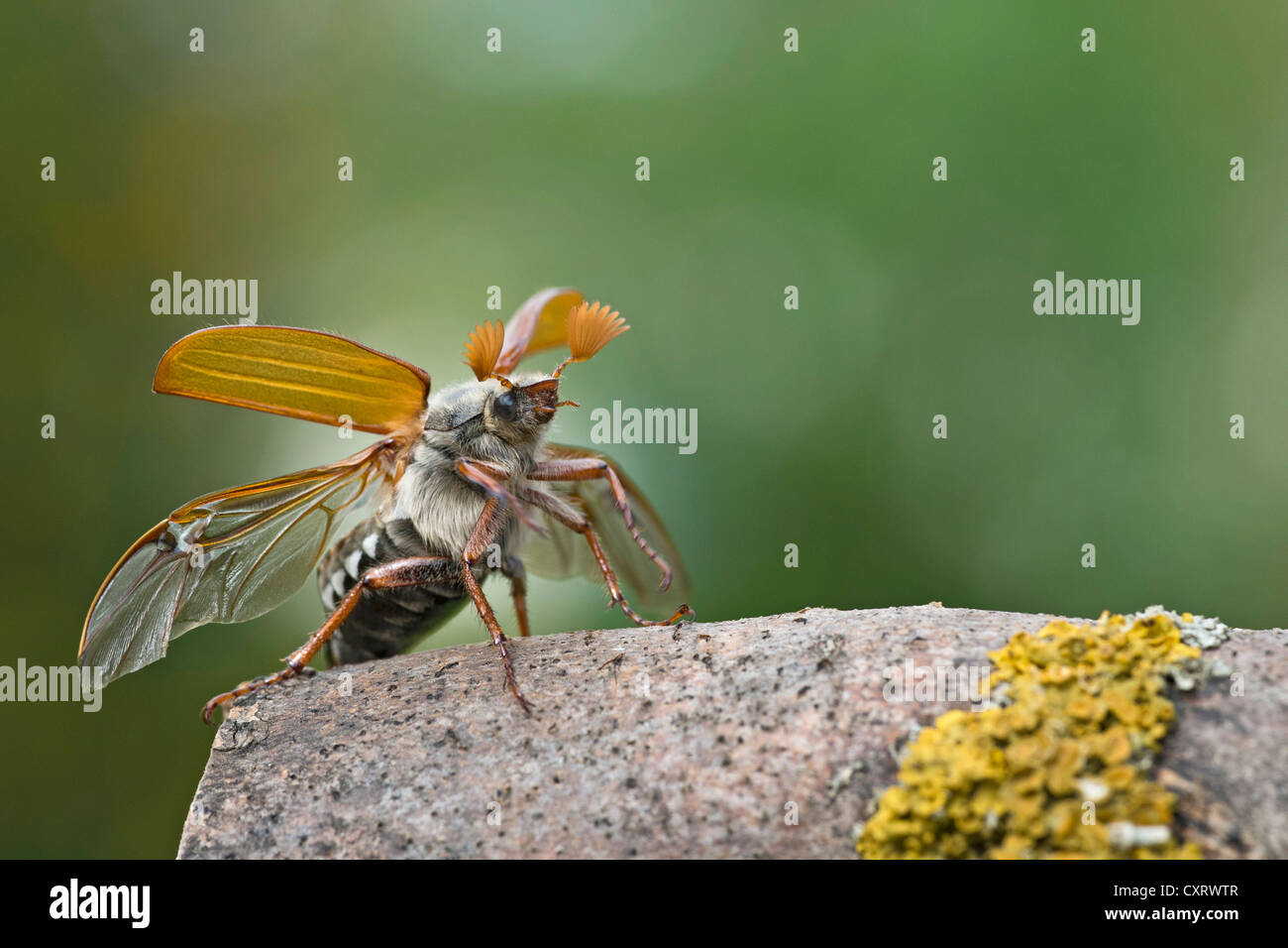 Cockchafer (Melolontha melolontha), taking off, Guxhagen, Hesse, Germany, Europe Stock Photo