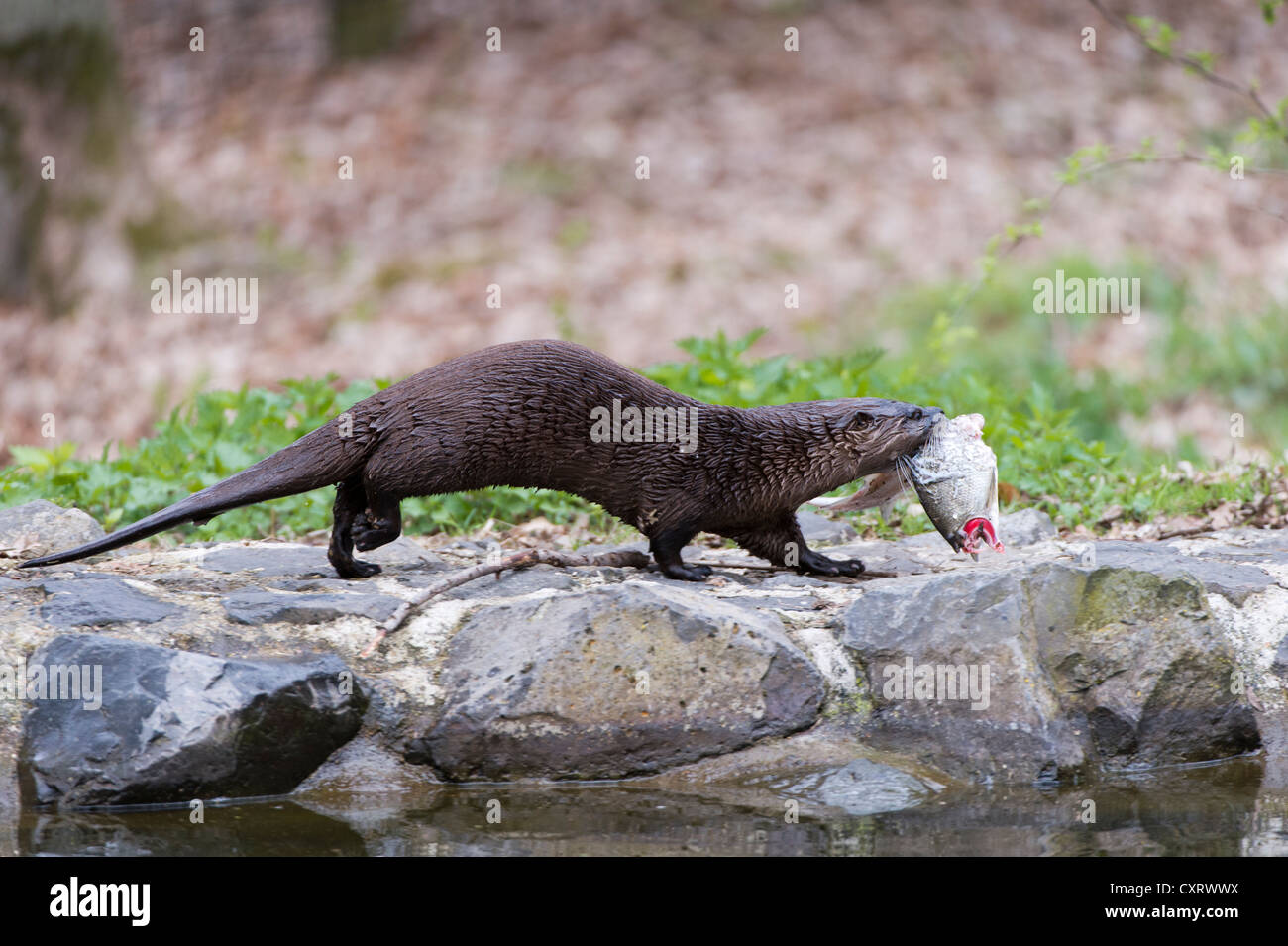European otter (Lutra lutra), carrying a fish, Tierpark Edersee zoo, Kellerwald, Hesse Stock Photo