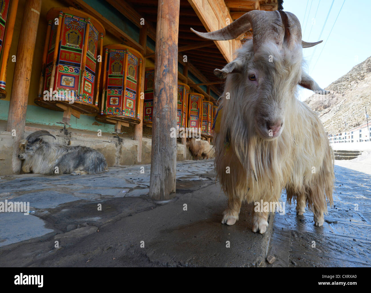 Ram standing in front of the prayer wheels and kora at the Labrang ...