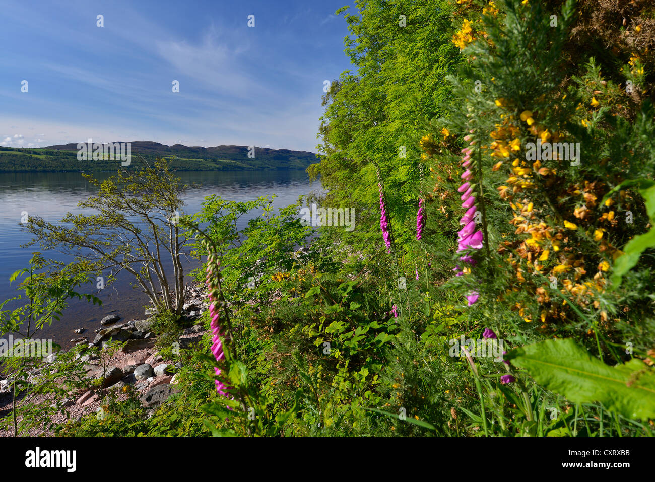 Overlooking Loch Ness, near Inverness, Scotland, United Kingdom, Europe Stock Photo
