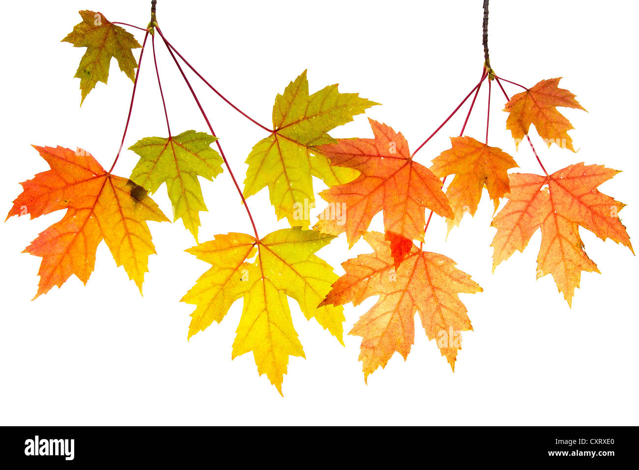 Hanging Maple Tree Branches with Changing Fall Leaves Isolated on White Background Stock Photo