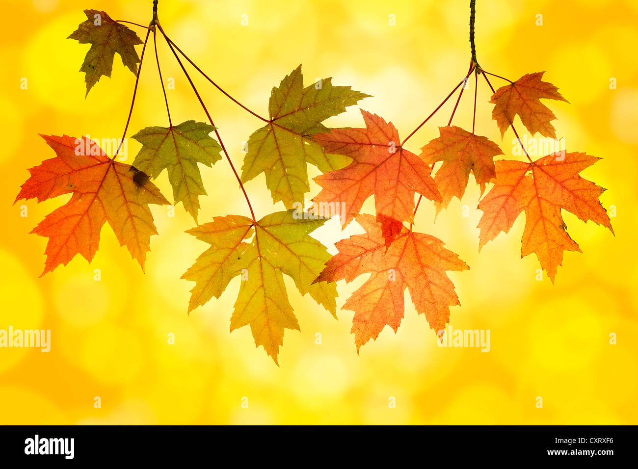 Maple Tree Branches with Leaves with Blurred Background in Autumn Stock Photo