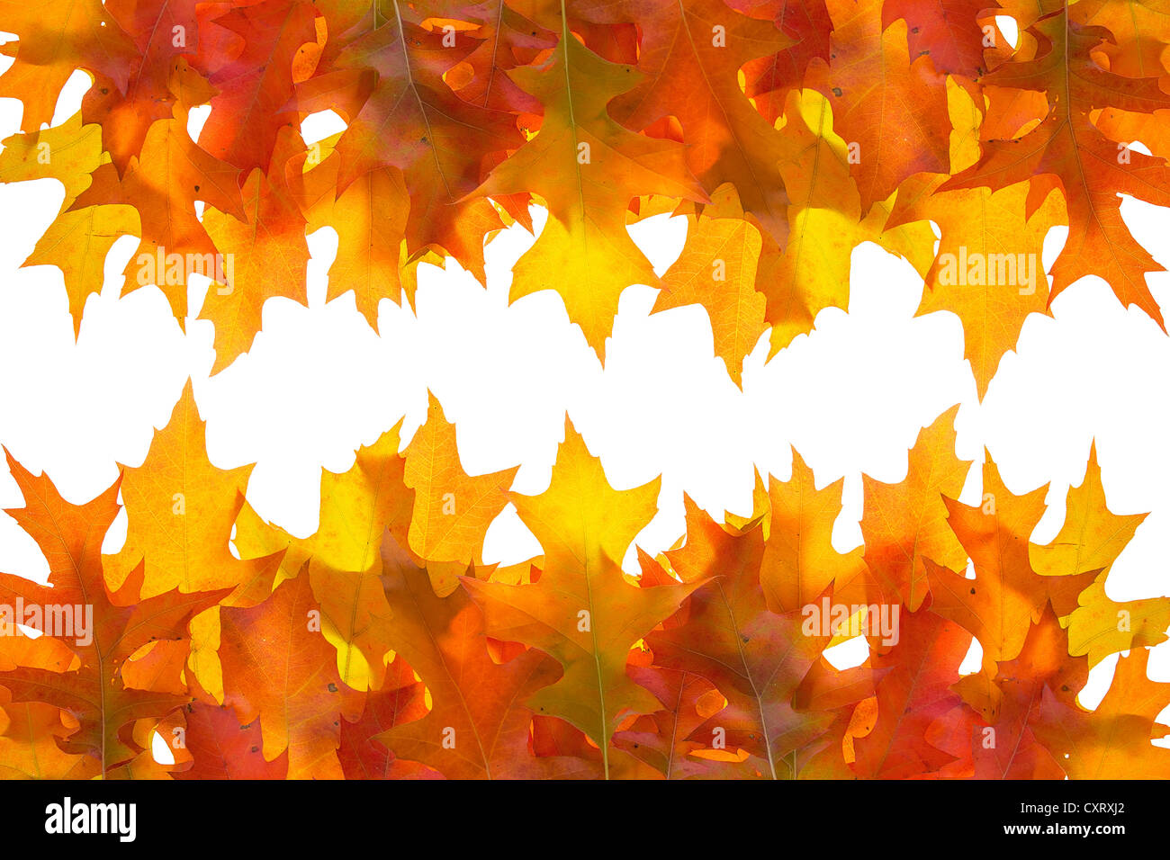 Hanging Autumn Oak Tree Leaves Border Isolated on White Background ...