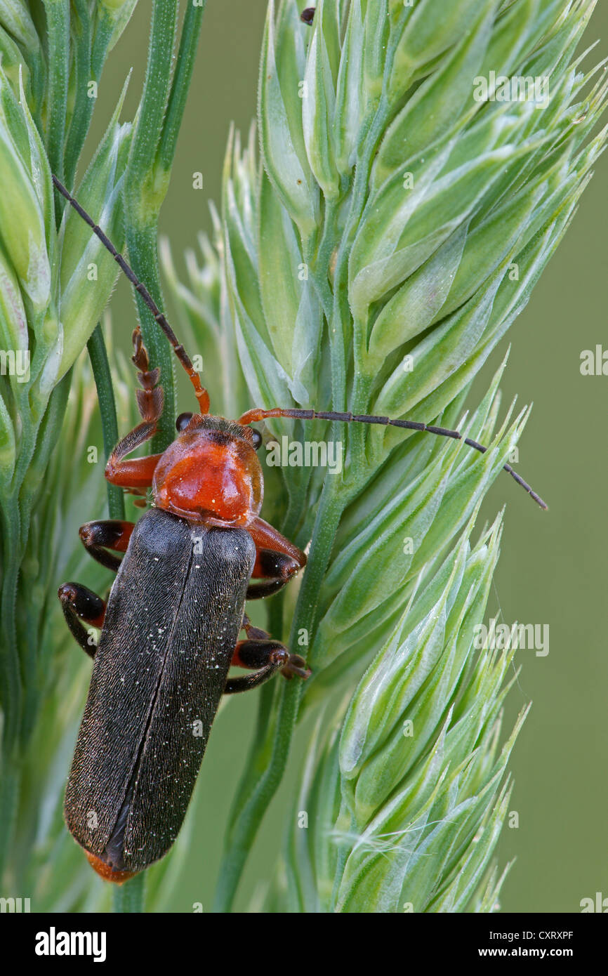 Soldier Beetle (Cantharis fusca), Bad Hersfeld, Hesse, Germany, Europe
