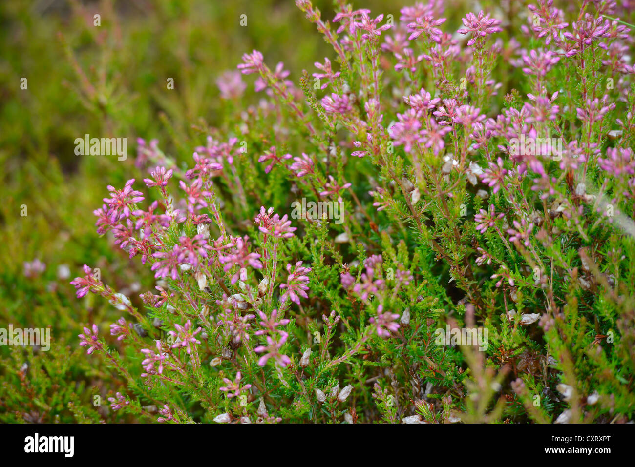 Heather in flower in the Scottish Highlands, Grampian Mountains, Scotland, United Kingdom, Europe Stock Photo
