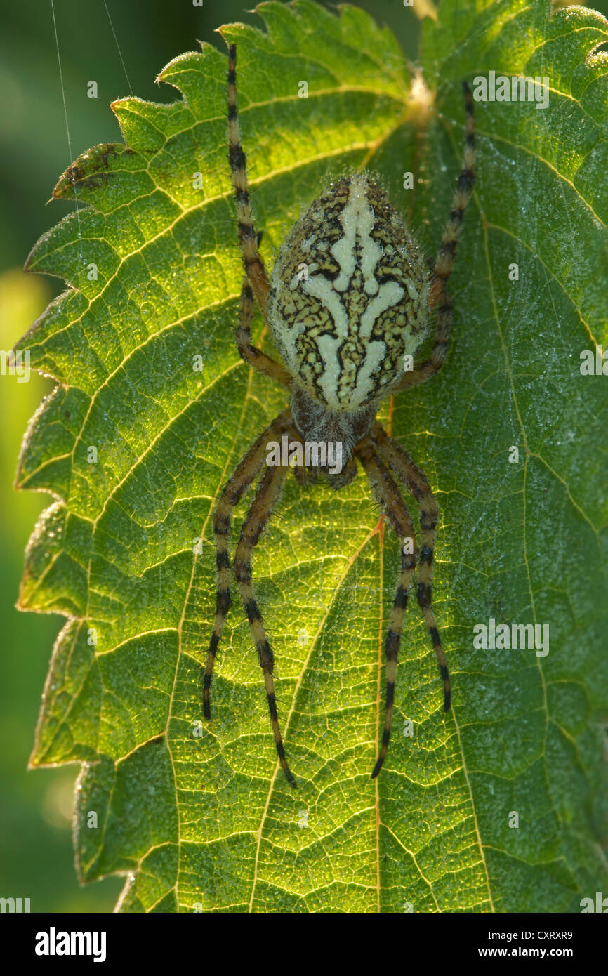 Oak Spider (Aculepeira ceropegia), Bad Hersfeld, Hesse, Germany, Europe Stock Photo