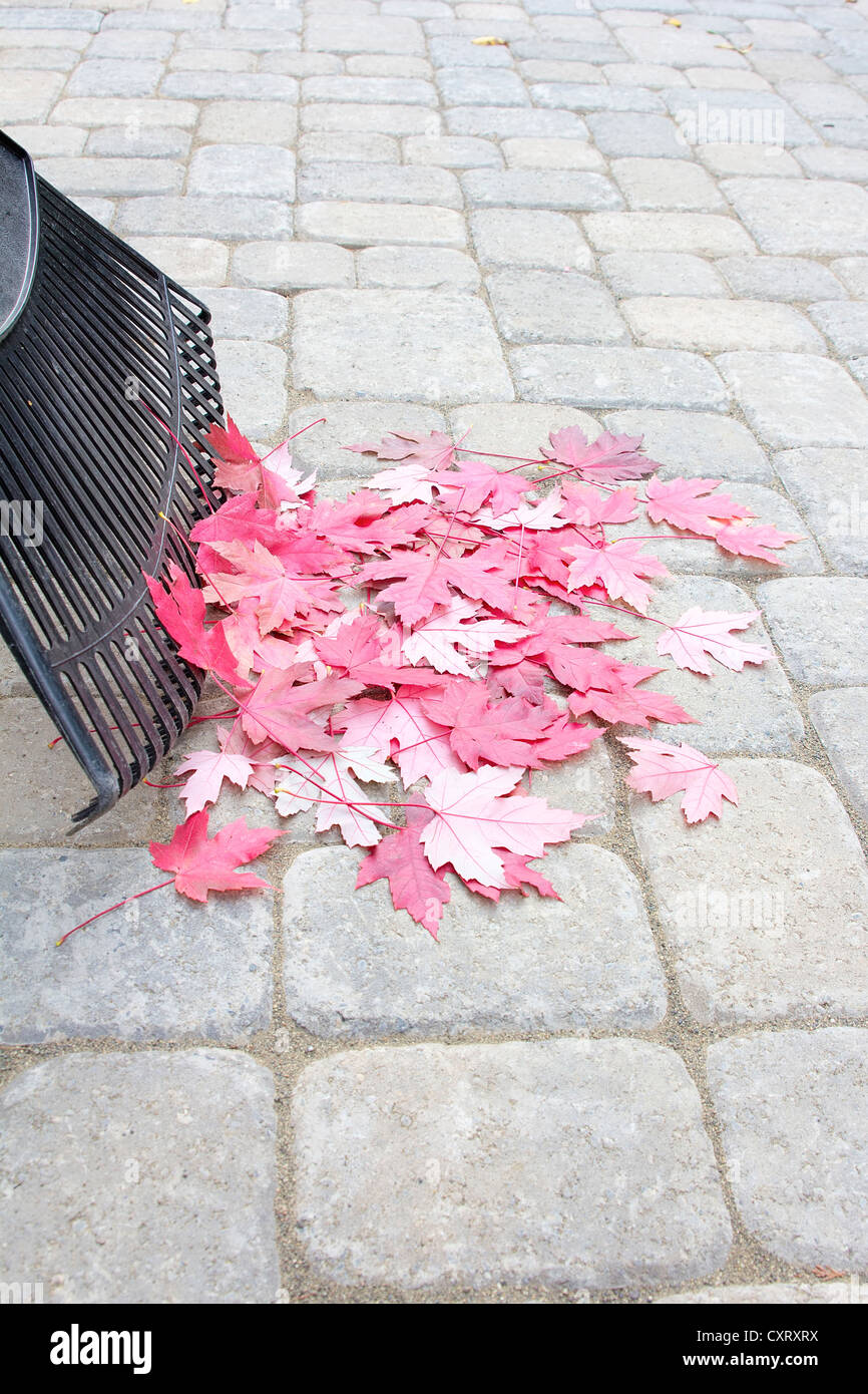 Raking Fallen Red Maple Tree Leaves from Backyard Stone Pavers Patio in Autumn Vertical Stock Photo
