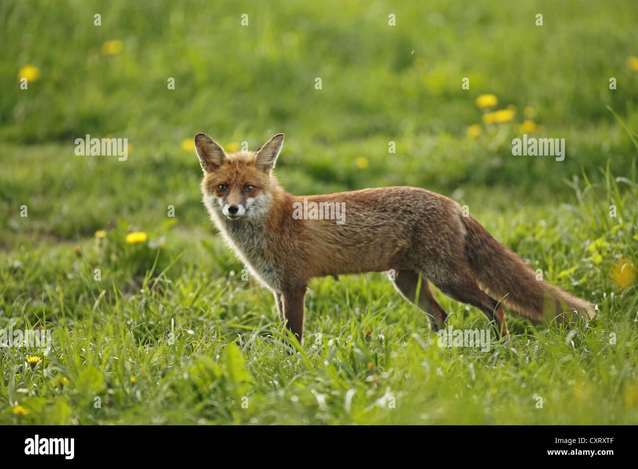 Red fox (Vulpes vulpes), vixen, Bad Hersfeld, Hesse, Germany, Europe Stock Photo