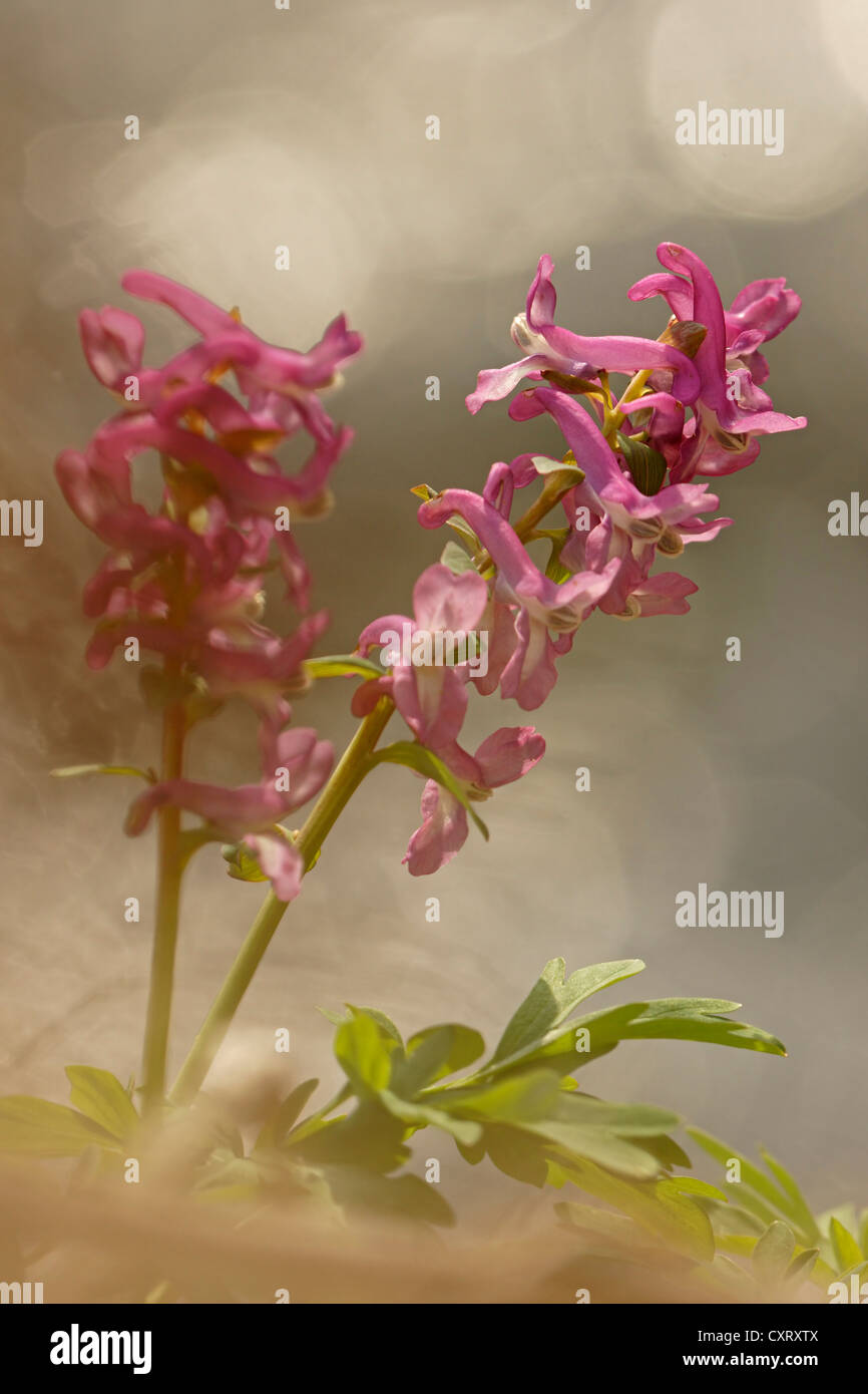 Hollowroot (Corydalis cava), Thuringia, Germany, Europe Stock Photo