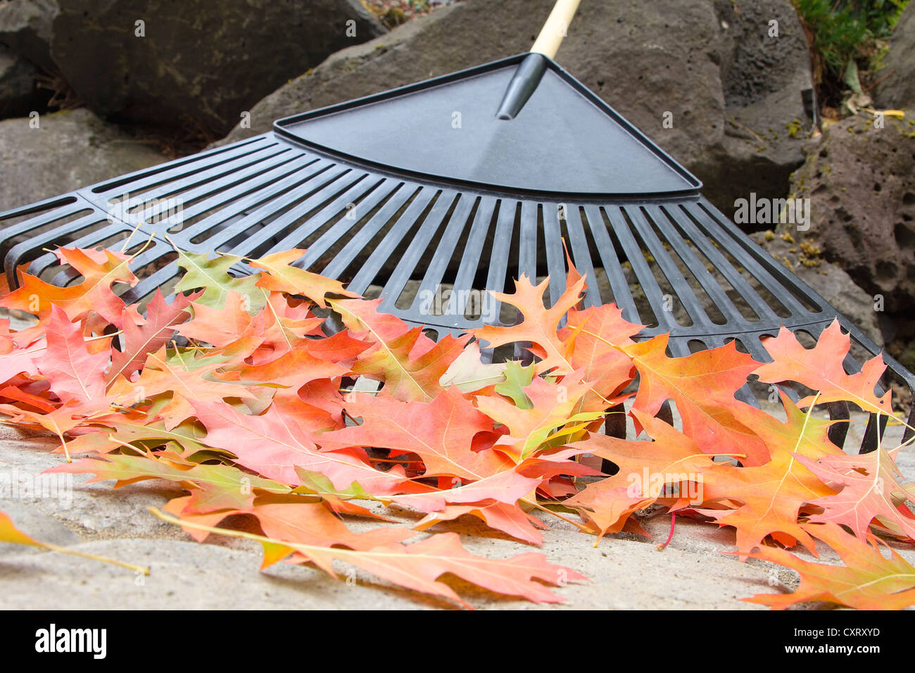 Raking Fallen Oak Tree Leaves from Backyard Stone Pavers Patio in Autumn Closeup Stock Photo