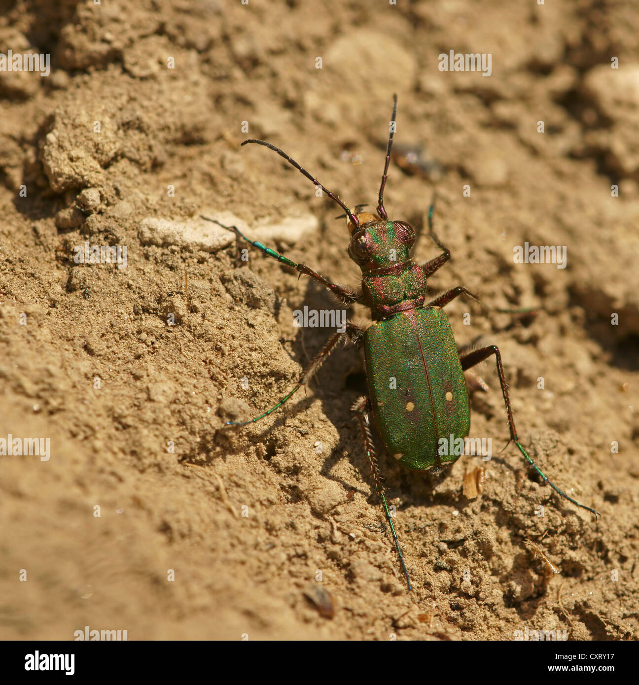 Green tiger beetle (Cicindela campestris), northern Bulgaria, Bulgaria, Europe Stock Photo