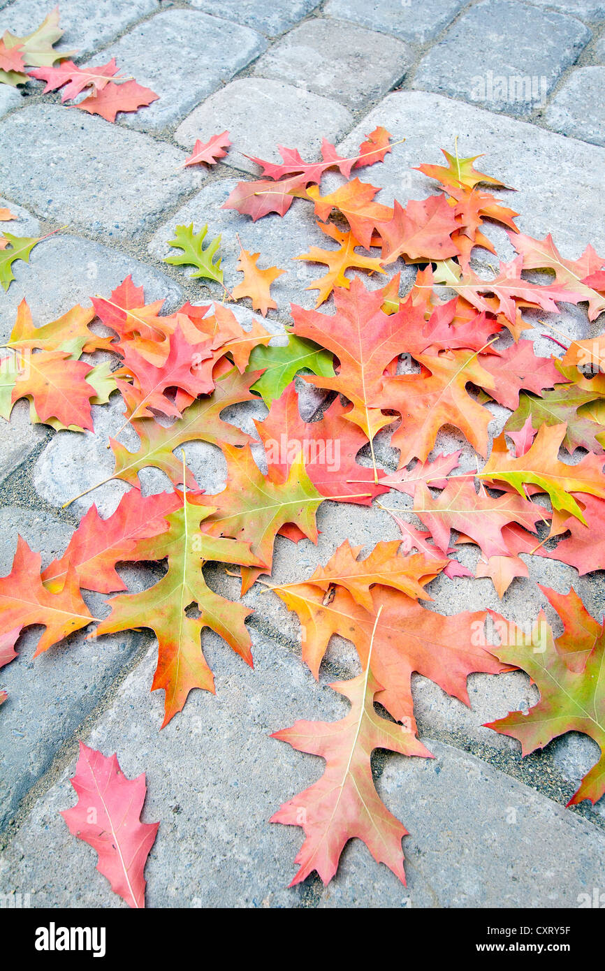 Colorful Fallen Oak Tree Leaves on Backyard Cement Paver Brick Patio Background Stock Photo