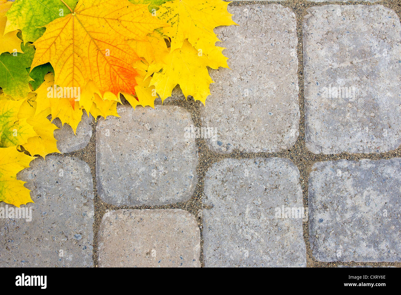 Large Maple Tree Leaves on Brick Paver Patio Background Stock Photo