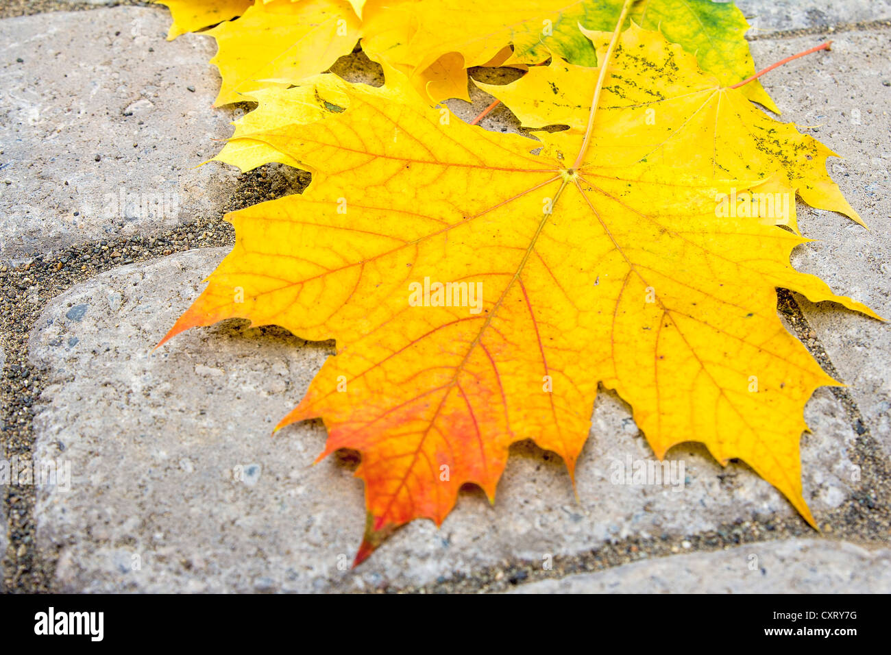 Large Maple Tree Leaves on Brick Paver Patio Background Closeup Stock Photo