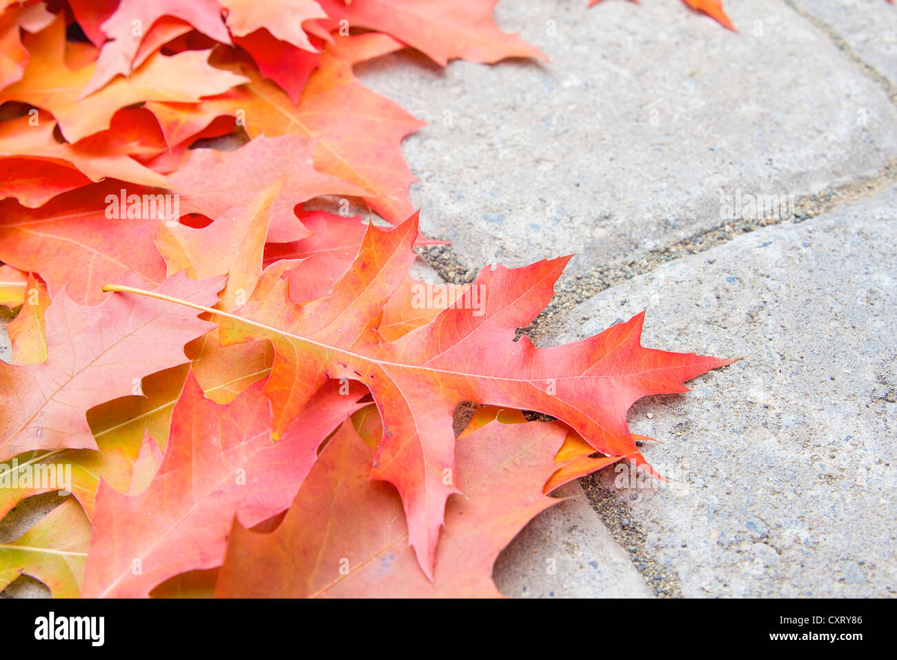 Colorful Oak Tree Leaves Fallen on Backyard Paver Patio in Autumn Season Closeup Stock Photo
