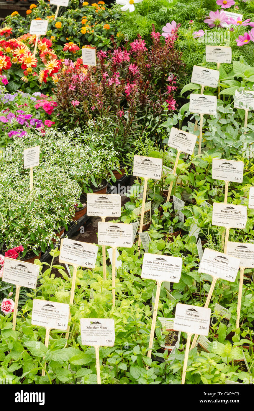 Various types of plants hi-res stock photography and images - Alamy