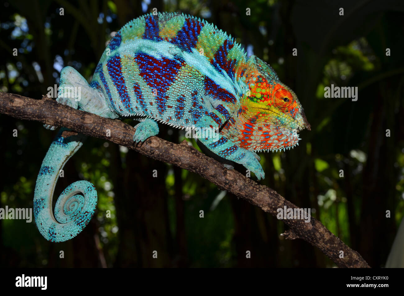 Panther Chameleon (Furcifer pardalis) in the cocoa plantations of Ambanja in northwestern Madagascar, Africa Stock Photo