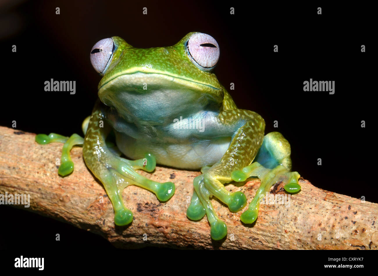 Madagascan Frog (Boophis luteus), in the cloud forest of Eastern Madagascar, Madagascar, Africa Stock Photo