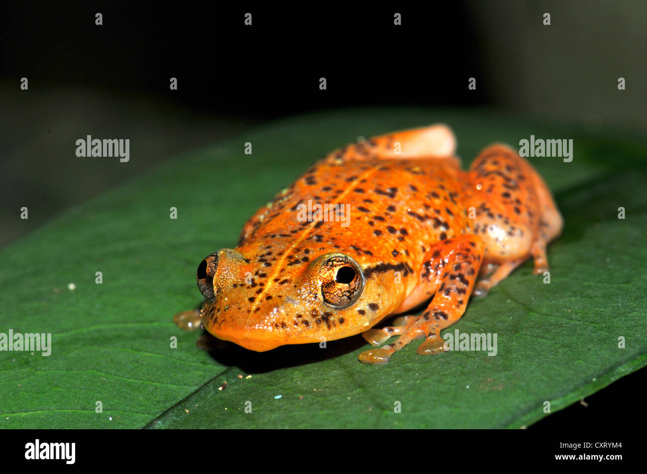 Frog of the species Platypelis in the rain forests of eastern Madagascar, Africa Stock Photo
