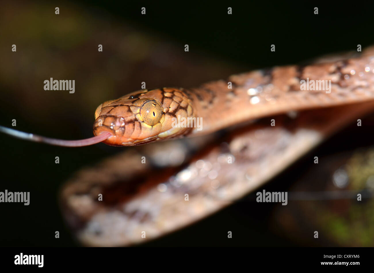 Madagascan arboreal snake (Stenophis sp.), in the rain forests of northern Madagascar, Africa Stock Photo
