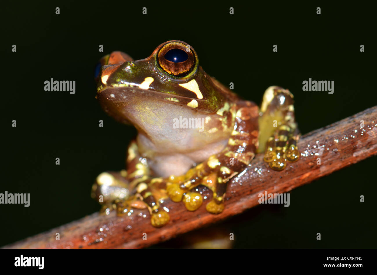 Skeleton Frogs High Resolution Stock Photography And Images Alamy