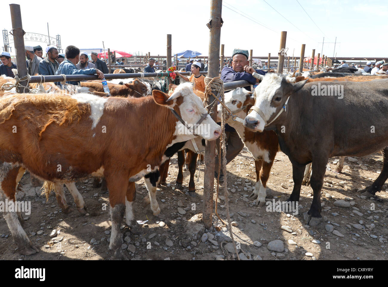 Sale of calves and cattle, Uyghur cattle market, Silk Road, Sunday