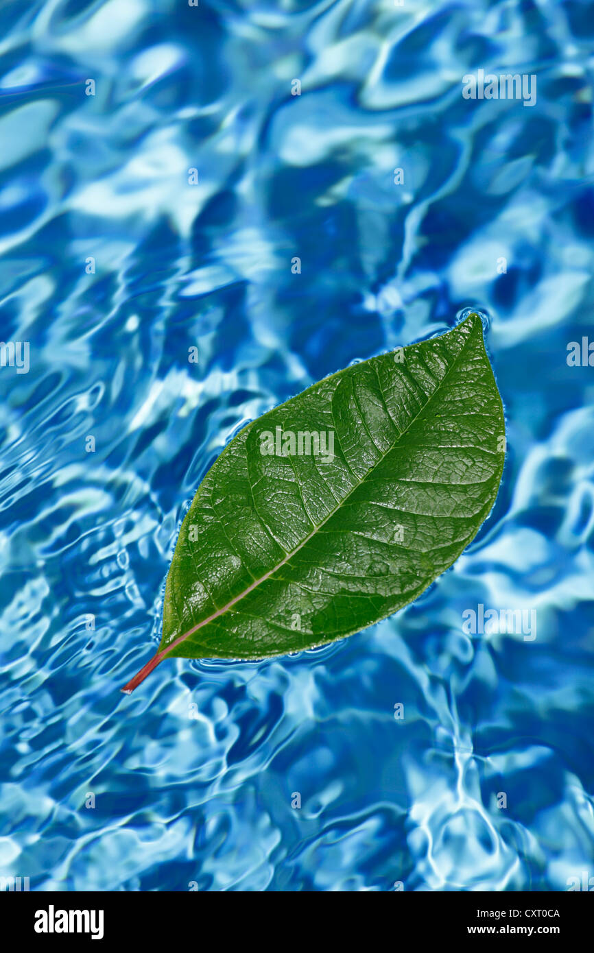 Green leaf floating on the surface of a swimming pool, symbolic image for vacations or holidays Stock Photo