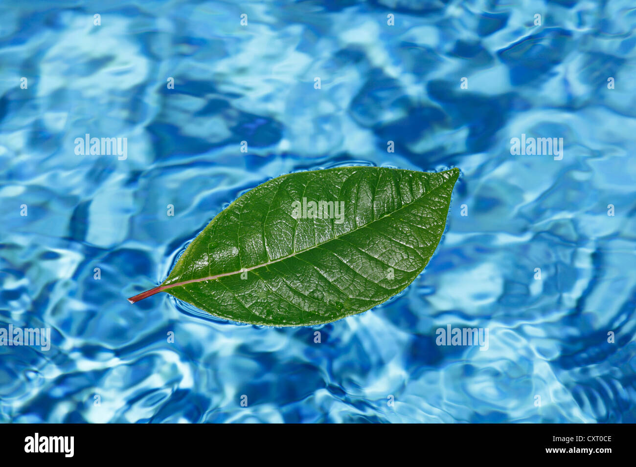 Green leaf floating on the surface of a swimming pool, symbolic image